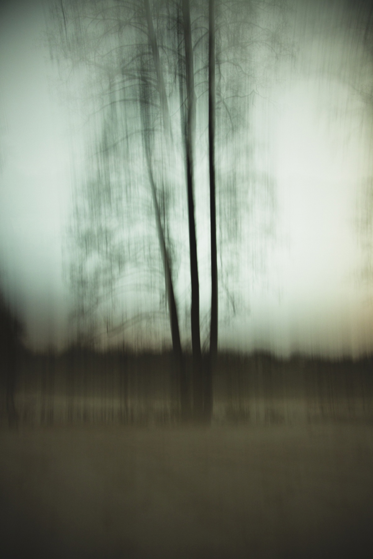 Abstract forest study