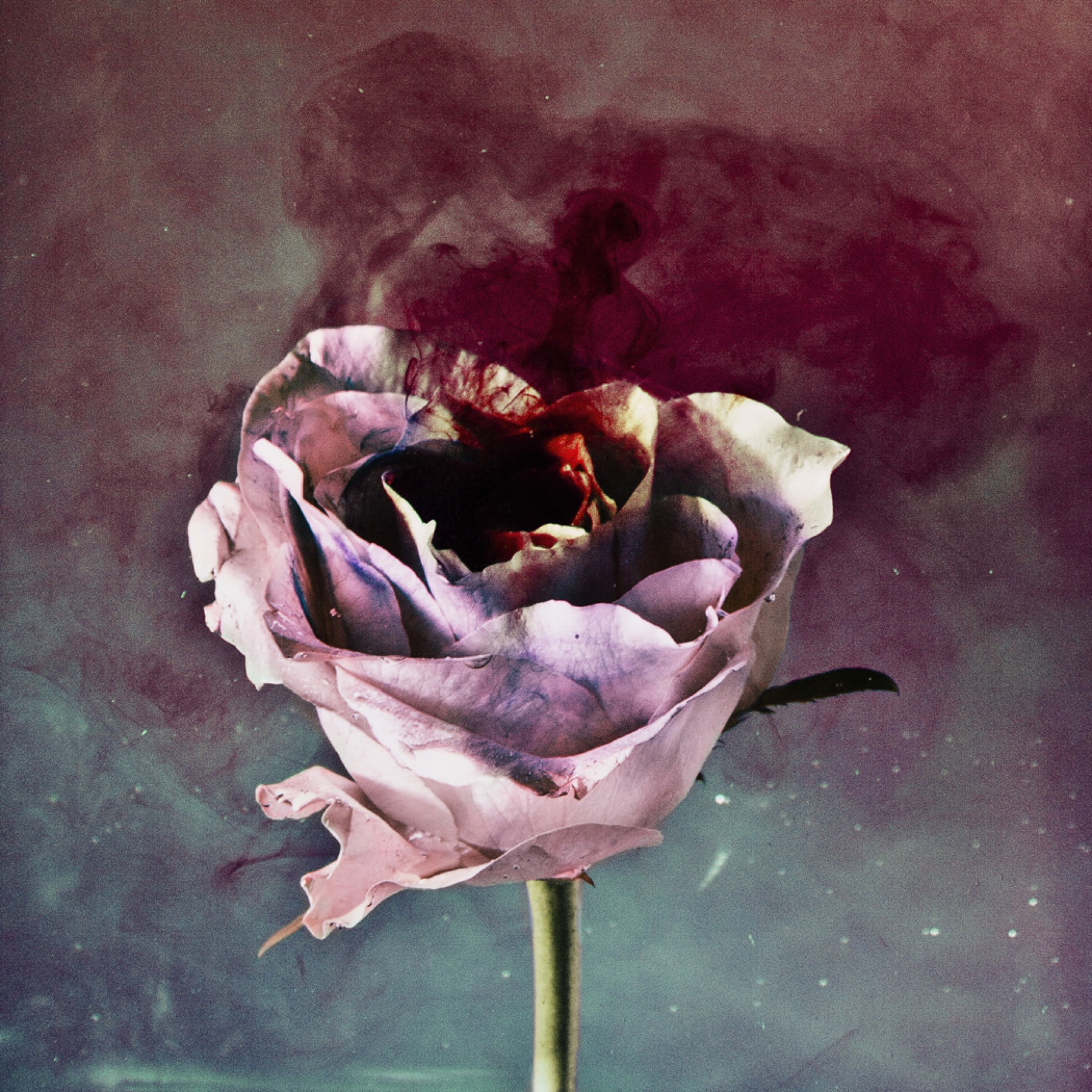 Painterly rose study